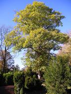 Cemetery Trees