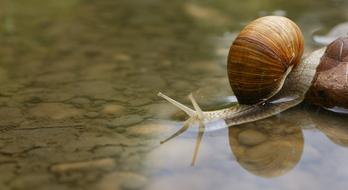 Snail Shell on Water