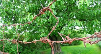 Close-up of the rusty barbed wire, near the beautiful, green plants