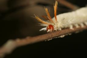 Fuzzy Wooly Caterpillar macro photo