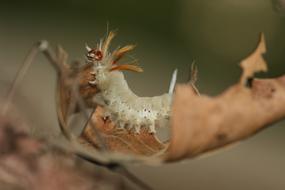 Caterpillar Fuzzy Wooly on a leaf close-up in a blurred background