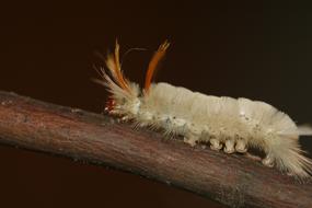 white Caterpillar Fuzzy Wooly
