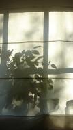 plants Shadow at Morning