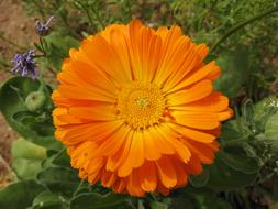 fabulous Flower Malta Orange