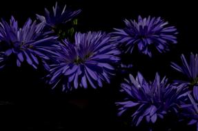Aster Flowers blue on black