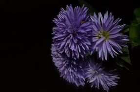 absolutely beautiful Aster Flower