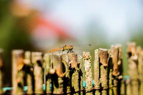 insect on The Wood Fence