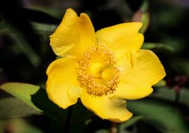 Flower of Hidcote, St. John's Wort, close up
