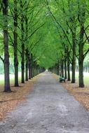 Avenue Trees Park path