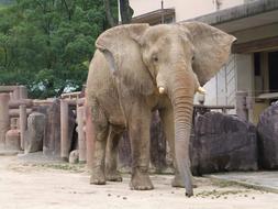 elephant with white tusks at the zoo