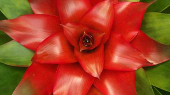 red guzmania flower with green leaves