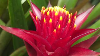 unusually beautiful Red Flower Exotic