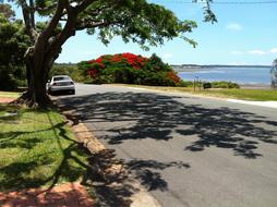 poinsettia tree on the coast of Redland Bay, Queensland