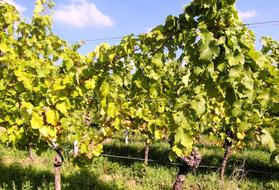 Close-up of the beautiful, green and yellow wine plants in sunlight, under the blue sky with clouds