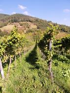 rows of vineyards on a sunny day