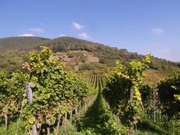 New Wine Vintage