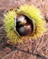 Close-up of the colorful and beautiful chestnut with prickly shell, in sunlight