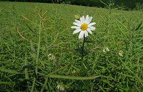 wonderful Meadow Margerite