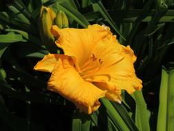 wonderful Flower orange
