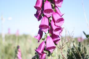 blooming Foxglove in wild