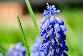 incredibly beautiful Summer flowers