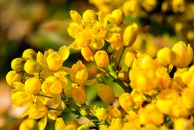 perfect Summer yellow flowers