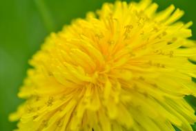 Close-up of the beautiful, yellow flower at green leaf background