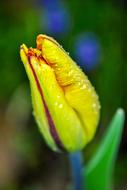 Tulip Macro on blurred background