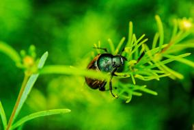 beetle on Meadow Grass