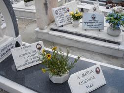 Memory signs with colorful plants in the pots