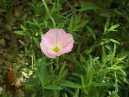 unusually beautiful cute pink Flower
