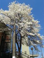 IpÃª White Tree