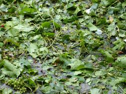 green leaves on the ground after hail