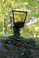 Lantern Decay Ivy