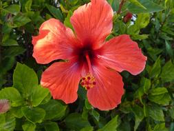 goodly Bloom Hibiscus