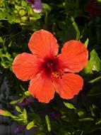 bright orange hibiscus