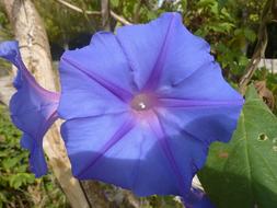Blue Morning glory flowers close up