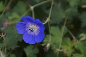blue Cranesbill Blossom