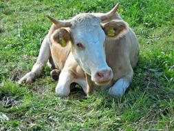 cow on a green meadow close-up
