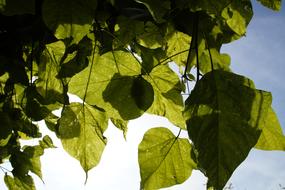 Leaves Light Shadow