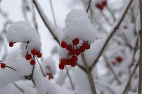 bush with red berries under the snow in winter