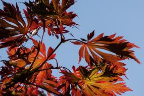 Leaves Colorful Color Japanese