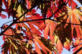 branches with red-orange leaves against a blue sky