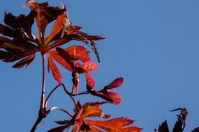 Close-up of the colorful and beautiful Japanese maple with leaves in sunlight, under the blue sky