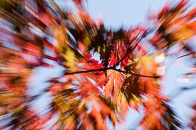 Movement Colorful Leaves