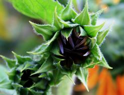 Sunflower Helianthus Buds at garden