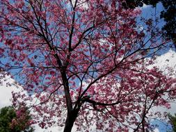 Tree Pink Flowers at spring