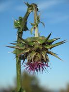 perfect Thistle Flower