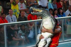 Person with crocodile in the Million Year Stone Park, Thailand