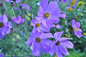 Anemone Purple Flowers in garden